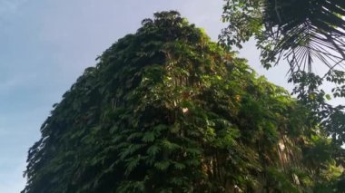 Çalı canavarı deliciosa bitkisi dış bina duvarında sürünüyor..