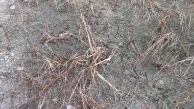 Topraktaki kuru yüzey çatlağı.