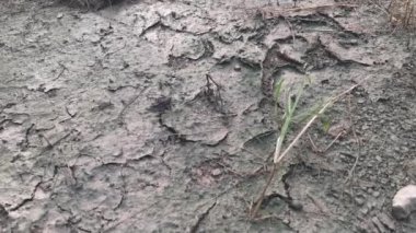 Topraktaki kuru yüzey çatlağı.