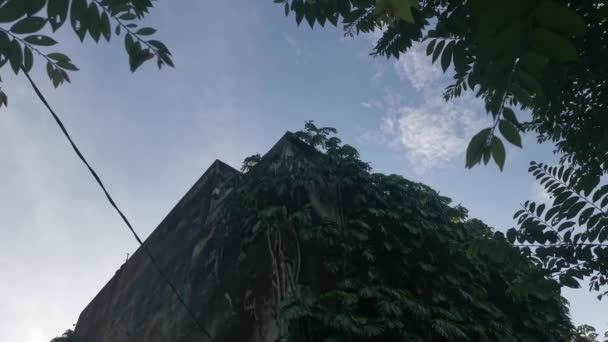 Tufiș Monstera Deliciosa Plantă Târându Peretele Clădirii Exterioare — Videoclip de stoc