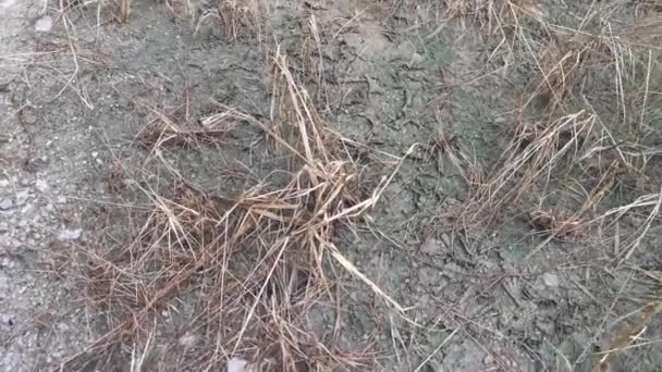 Suszenie Pęknięć Powierzchniowych Glebie — Wideo stockowe