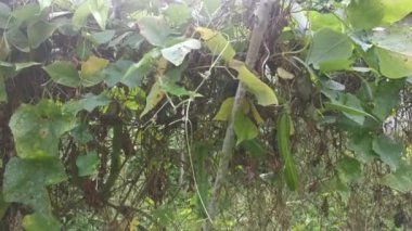 Çitin üzerinde dört köşeli yeşil fasulyeye tırmanıyorum.