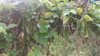 Çitin üzerinde dört köşeli yeşil fasulyeye tırmanıyorum.