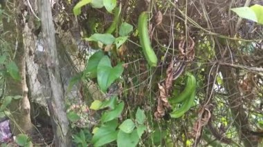 Çitin üzerinde dört köşeli yeşil fasulyeye tırmanıyorum.