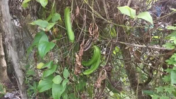 Escalada Feijão Verde Quatro Ângulos Cerca — Vídeo de Stock