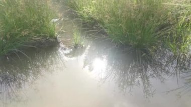 Suyun yüzeyinde parlak güneş yansıması