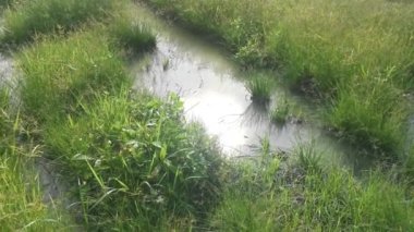 Suyun yüzeyinde parlak güneş yansıması