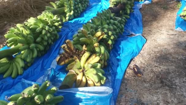 Rangée Tiges Fraîches Bananes Fruits Sur Sol — Video