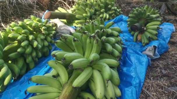 Fila Tallos Frescos Plátanos Frutas Suelo — Vídeo de stock