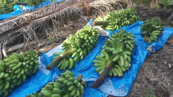 Row Fresh Stalks Bananas Fruits Ground — Stock Video