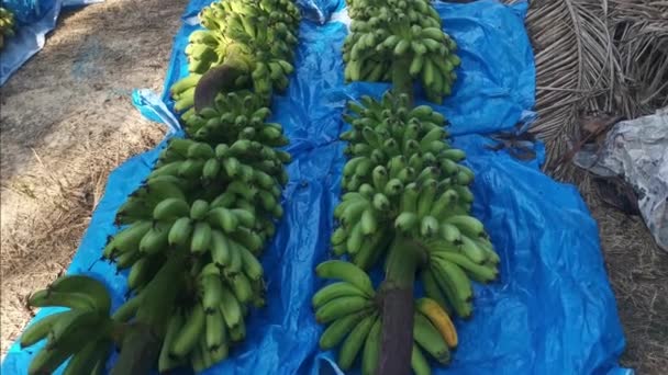 Σειρά Νωπών Μίσχων Μπανανών Φρούτων Στο Έδαφος — Αρχείο Βίντεο