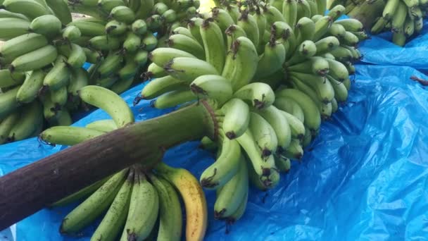 Row Fresh Stalks Bananas Fruits Ground — Stock Video