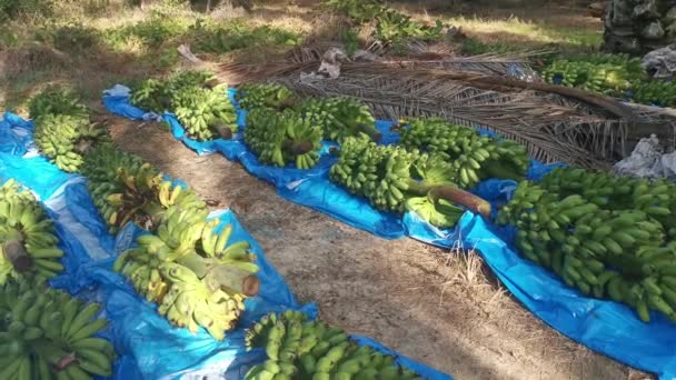 Row Fresh Stalks Bananas Fruits Ground — Stock Video