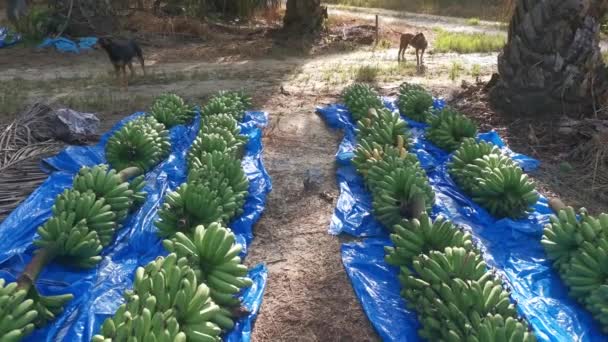 Row Fresh Stalks Bananas Fruits Ground — Stock Video