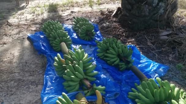 Row Fresh Stalks Bananas Fruits Ground — Stock Video