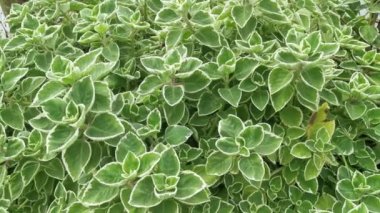 Kübalı Oregano çeşitli plectranthus amboinicus bitkisi.