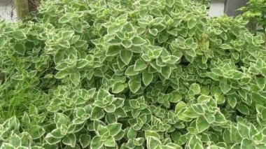 Kübalı Oregano çeşitli plectranthus amboinicus bitkisi.