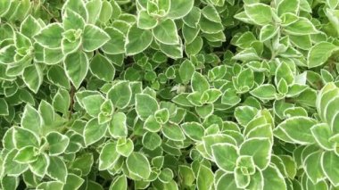Kübalı Oregano çeşitli plectranthus amboinicus bitkisi.