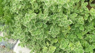 Kübalı Oregano çeşitli plectranthus amboinicus bitkisi.
