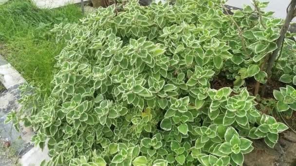 Kubánský Oregano Pestrá Rostlina Plectranthus Amboinicus — Stock video