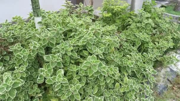 Oregano Cubano Planta Plectranthus Amboinicus Variegada — Vídeo de Stock