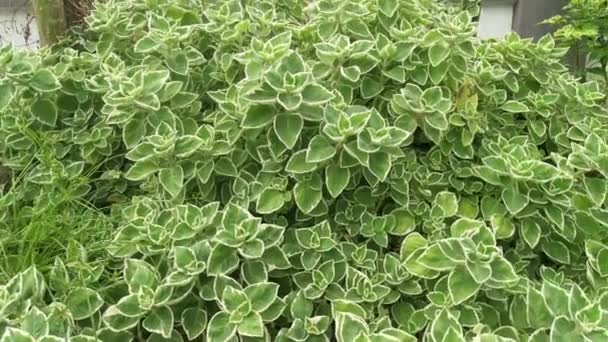 Oregano Cubano Planta Plectranthus Amboinicus Variegada — Vídeo de Stock