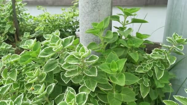 Kubánský Oregano Pestrá Rostlina Plectranthus Amboinicus — Stock video