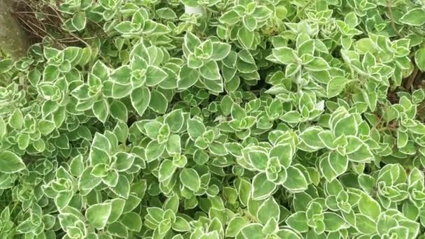 Cuban Oregano Variegated Plectranthus Amboinicus Plant — Stock Video