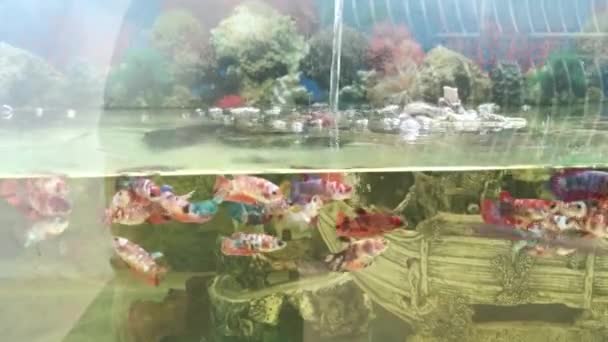 Acuario Con Una Gran Cantidad Peces Lucha — Vídeos de Stock