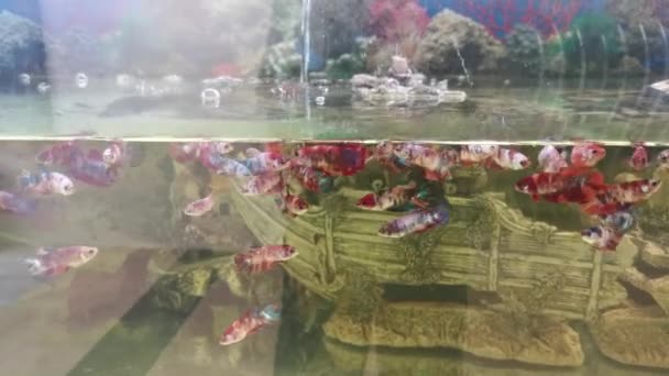 Acquario Con Sacco Pesci Combattenti — Video Stock