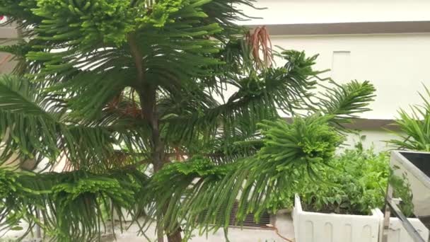 Gröna Blad Araucaria Heterophylla Tall — Stockvideo