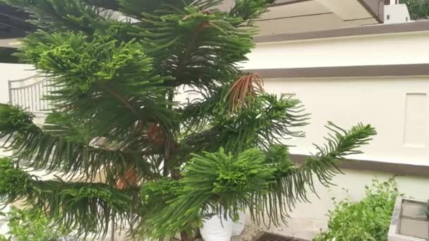Groen Blad Van Araucaria Heterophylla Dennenboom — Stockvideo