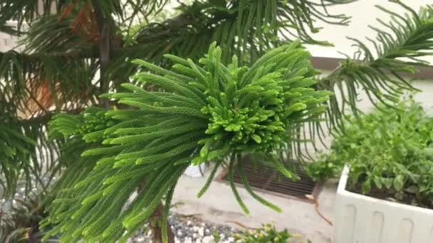 Groen Blad Van Araucaria Heterophylla Dennenboom — Stockvideo