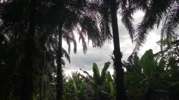 Silhueta Folhagem Folhosa Sobre Céu Sombrio — Vídeo de Stock