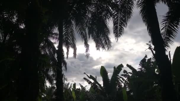 하늘을 나뭇잎의 — 비디오
