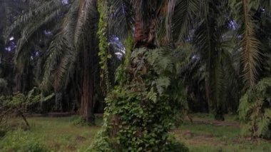 Palmiye dallarından veya etrafından sarkan tanımlanamayan sarmaşık otları.