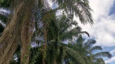 Palmiye dallarından veya etrafından sarkan tanımlanamayan sarmaşık otları.