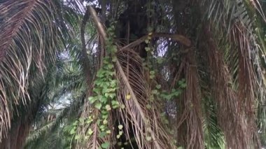 Palmiye dallarından veya etrafından sarkan tanımlanamayan sarmaşık otları.