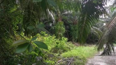 Palmiye dallarından veya etrafından sarkan tanımlanamayan sarmaşık otları.