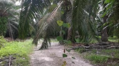 Palmiye dallarından veya etrafından sarkan tanımlanamayan sarmaşık otları.