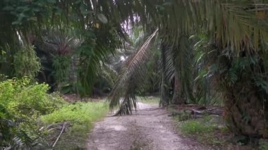 Palmiye dallarından veya etrafından sarkan tanımlanamayan sarmaşık otları.
