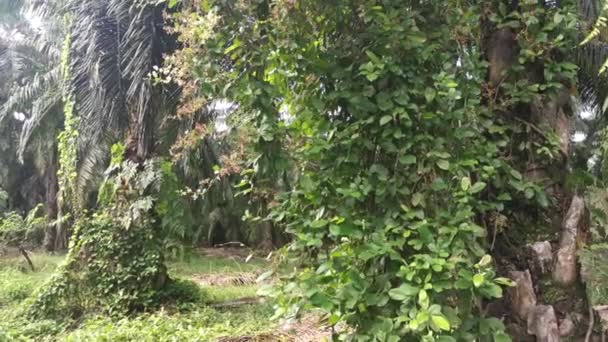 야자나무가지나 주위에 매달려 확인되지 포도나무 — 비디오