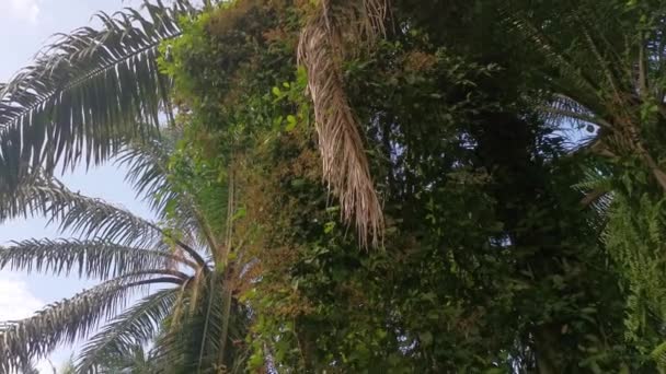 Неопознанные Сорняки Свисающие Пальмовых Ветвей Вокруг — стоковое видео