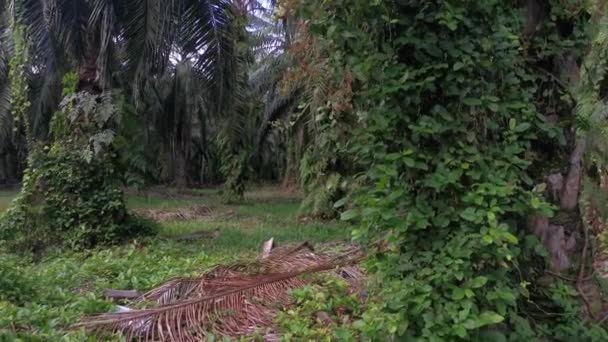 Neidentifikovatelné Popínavé Rostliny Visící Nebo Kolem Palmových Větví — Stock video