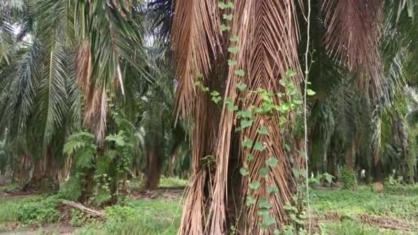 Oidentifierade Vinstockar Ogräs Som Hänger Ner Från Eller Runt Palmgrenarna — Stockvideo