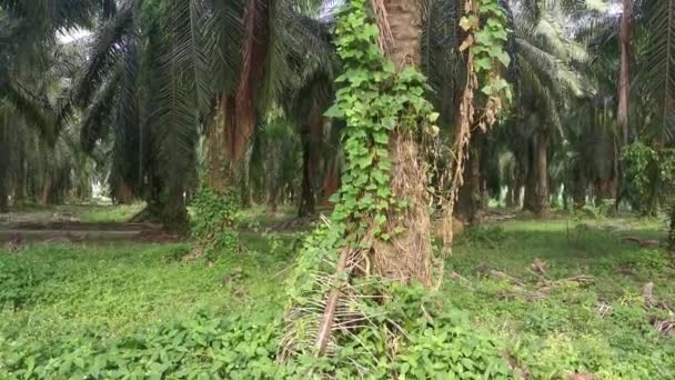 Unkraut Das Von Oder Die Palmzweige Hängt — Stockvideo