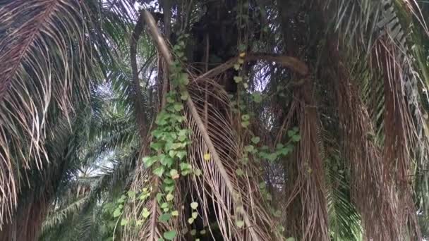 Neidentifikovatelné Popínavé Rostliny Visící Nebo Kolem Palmových Větví — Stock video