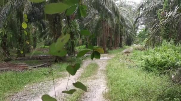 从棕榈枝或其周围垂下来的不明藤蔓杂草 — 图库视频影像