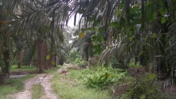 야자나무가지나 주위에 매달려 확인되지 포도나무 — 비디오