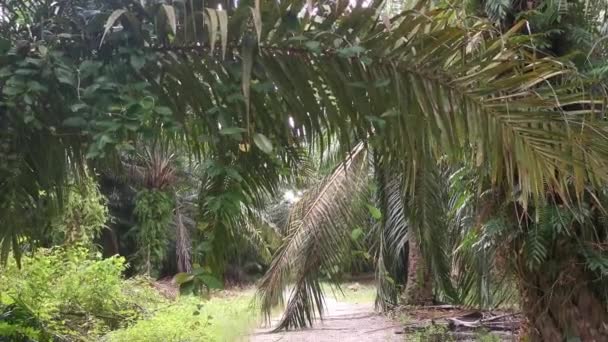 从棕榈枝或其周围垂下来的不明藤蔓杂草 — 图库视频影像